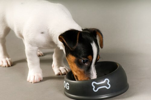 A dog´s diet is fundamental for good skin
