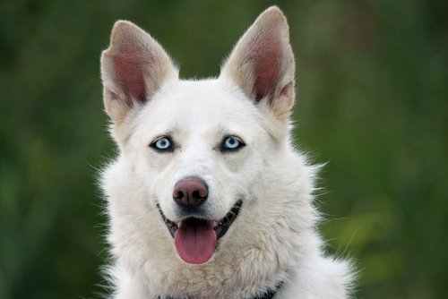 A white husky with blue eyes.