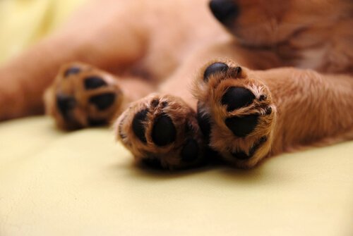 Dog paws.