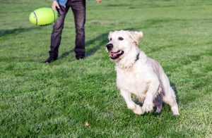 Why Dogs are Man's Best Friend