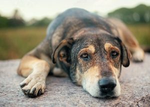 Abused dogs and pity