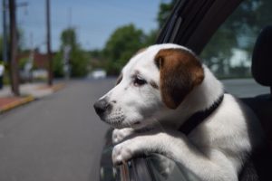 10 pieces of advice to keep your dog from being stolen