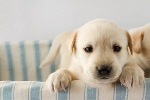 Do You Know Why Imprinting is Important in Your Dog's Life?