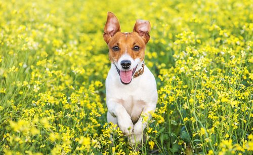 A Jack Russell terrier