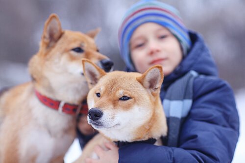A boy with two dogs: canine assisted therapy