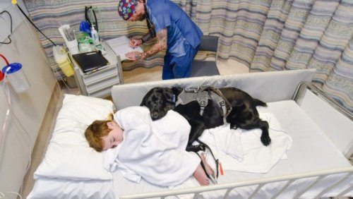 A boy in the hospital with a therapy dog.