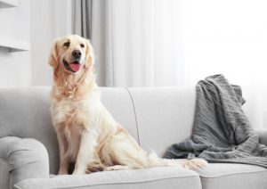 How to clean up dog hair around the house