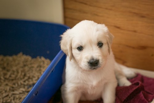 puppy and litter box
