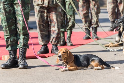 Search and rescue dogs at the earthquake in Ecuador.