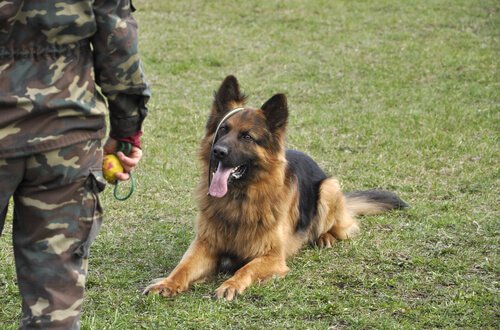 A German shepherd being trained by a soldier.