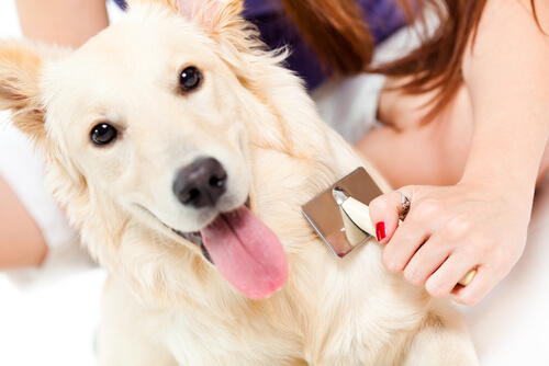 Brushing your dog to prevent dog hair from shedding.