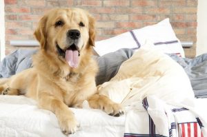 10 Tips to Keep Your Dog from Making You Sick