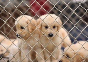 Stop Puppy Mills!