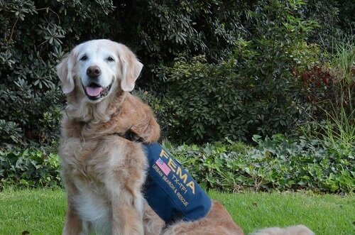 Αντίο στο Last Rescue Dog της 11ης Σεπτεμβρίου