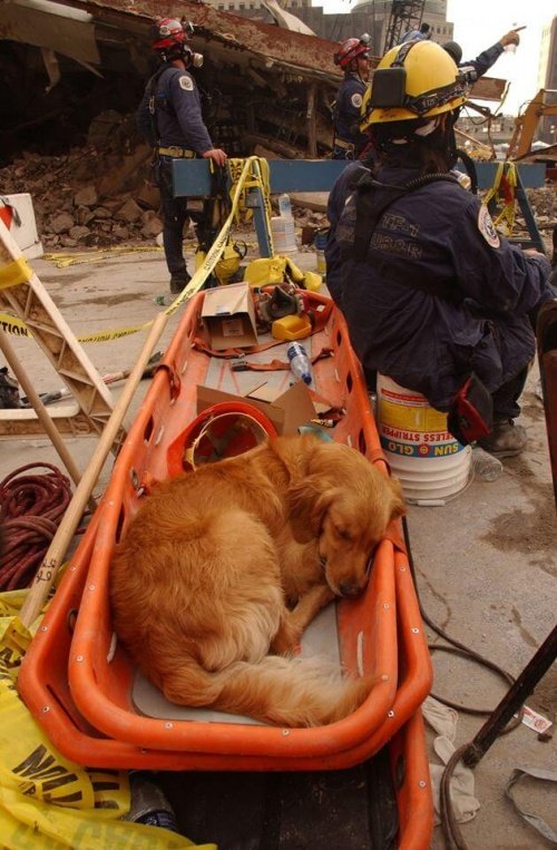 Bretagne the rescue dog on site.