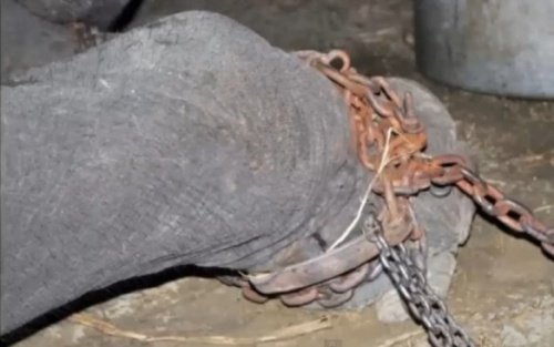 Elephant with its le chained up