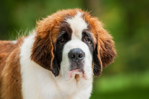They bring a 150-pound Saint Bernard to the Vatican and the Pope greets him