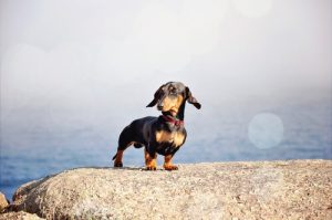 5 Ways to Care for Small Dog Breeds