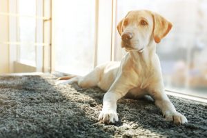How the Character of a Neutered Dog Changes
