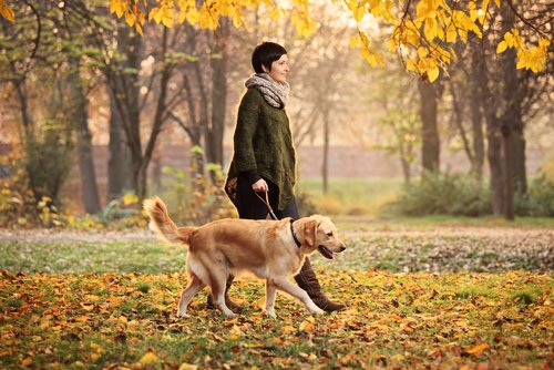A woman walking her gold retriever through the fall leaves.