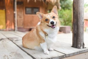 Learn About Your Dog's Moods Through Body Language