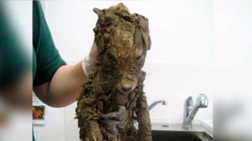 They Didn't Know it Was an Animal Until They Cleaned it