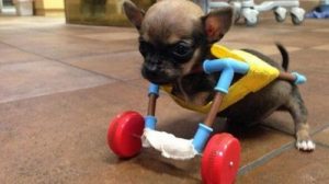 Meet Turbo Roo The Little Chihuahua That Could