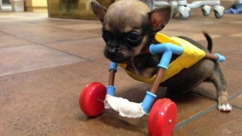 Γνωρίστε το Turbo Roo The Little Chihuahua That Could