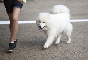 Dangers to Avoid when Walking your Dog