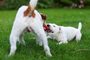 5 Things You Can Do to Make Your Dog Happy