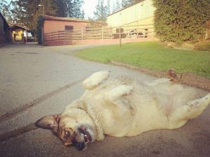 Dog adoption campaign with a dairy company.