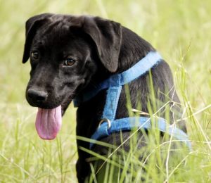 Myths and Truths about Dog Harnesses