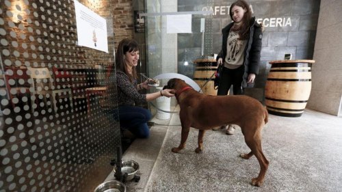 BarFriendly, the First Restaurants for Dogs