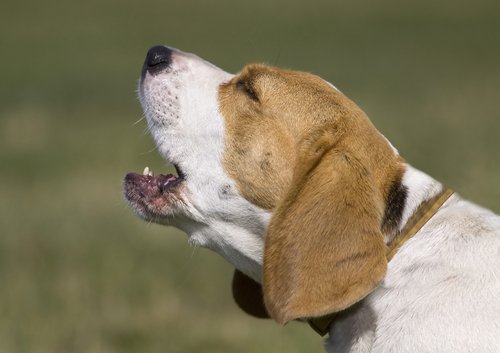 beagle barking