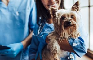 5 Benefits of Neutering Domestic Animals