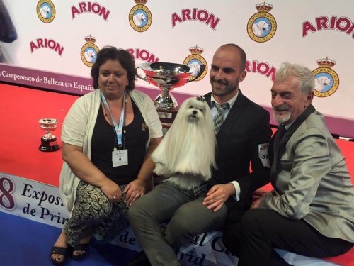 A Bichon Maltese: Best Dog in Spain
