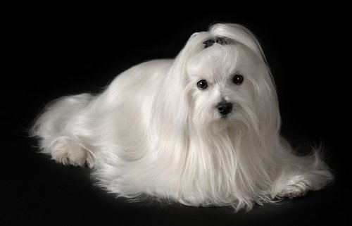 A Bichon Maltese dog.