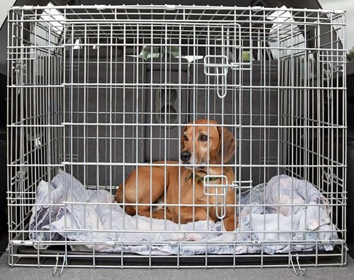 A dog in a cage.