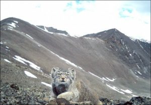 Endangered Cat Caught on Camera in Russia