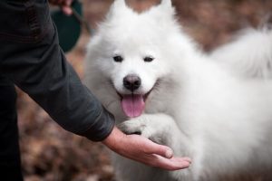 How to Help Your Dog Be More Friendly