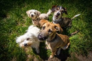 Avoid Humanizing Your Pet: Common Behaviors in Dogs