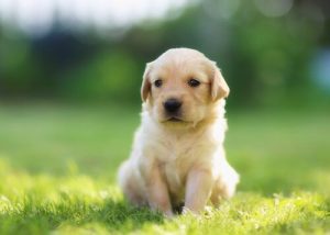 14 Creative Dog Names