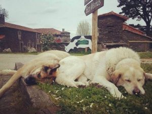 A Dog Adoption Campaign Run by a Milk Company? Believe It!