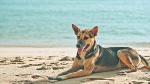 Why Do Dogs Love Sunbathing?