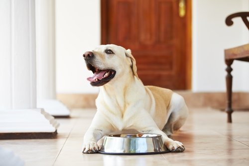 Before feeding your dog, leave out a water bowl.