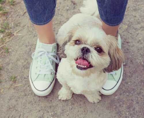 why dogs sit on your feet