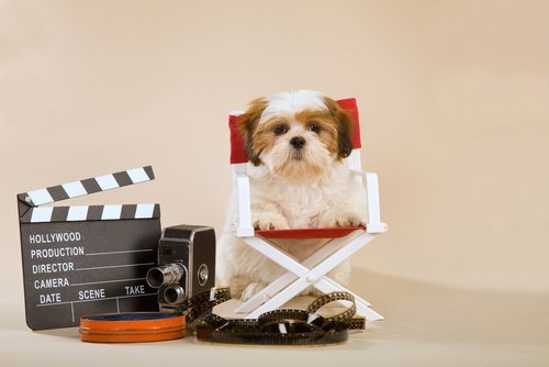 Dogs watch TV: a doggy director of a movie.