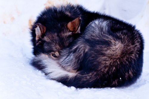 A dog in freezing cold temperatures.