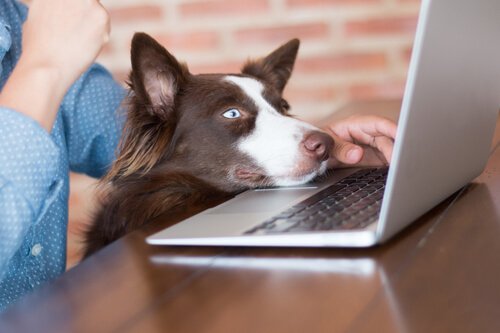 A dog watching a laptop computer screen.