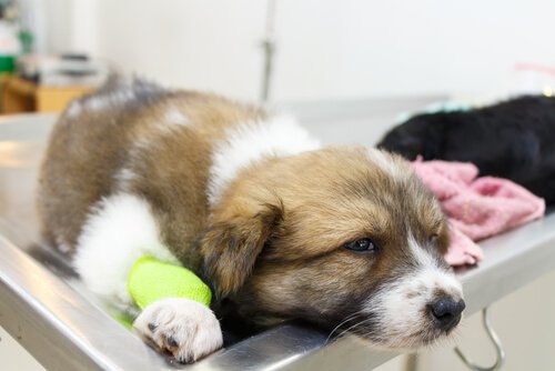 Take a sick puppy serious, it may cost it its life